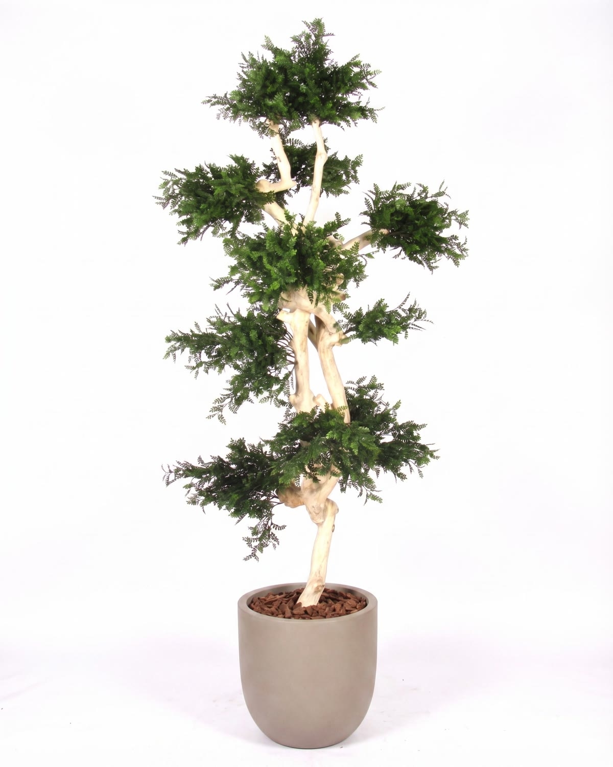 Acacia Seminaturale • Verde • Tronco Japan • UVR • H. cm 185