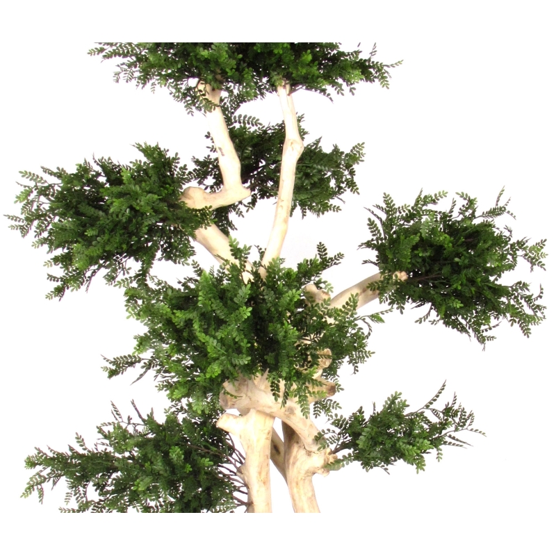 Acacia Seminaturale • Verde • Tronco Japan • UVR • H. cm 185