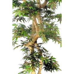 Acero artificiale verde, Tronco Japan, h.185cm