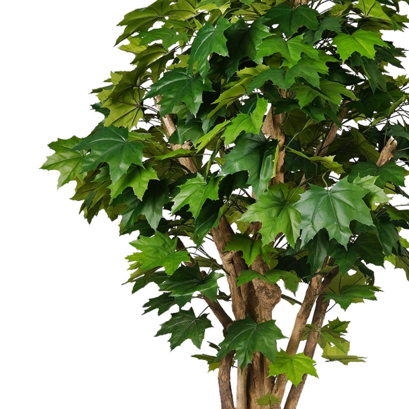 Acero Canadese artificiale verde, Tronco mediterraneo