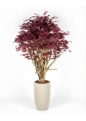 Acero Luxe Seminaturale &bull; Rosso &bull; Tronco Tobago &bull; H. 200/225 cm