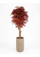 Acero Seminaturale • Rosso • Tronco Jamaica • H. 200 cm
