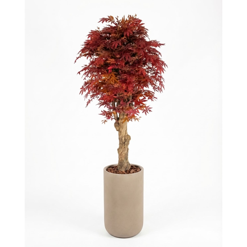 Acero Seminaturale • Rosso • Tronco Jamaica • H. 200 cm