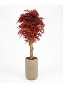 Acero Seminaturale &bull; Rosso &bull; Tronco Jamaica &bull; H. 200 cm