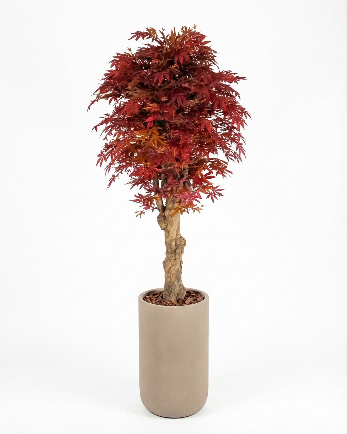 Acero Seminaturale • Rosso • Tronco Jamaica • H. 200 cm