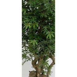 Acero Seminaturale • Verde • Tronco Jamaica • H. 200 cm