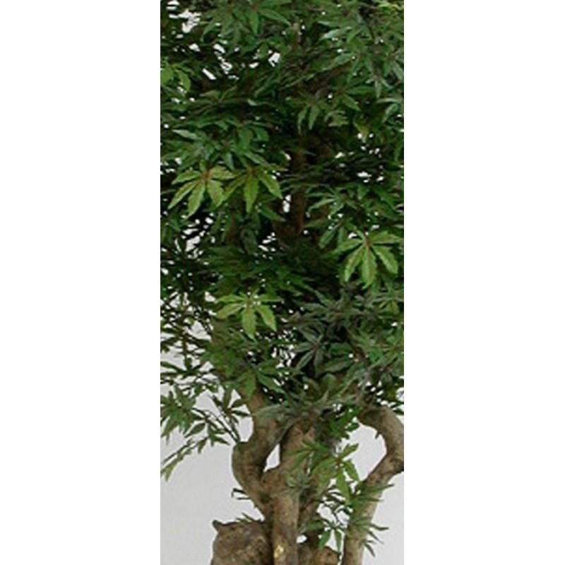 Acero Seminaturale • Verde • Tronco Jamaica • H. 200 cm