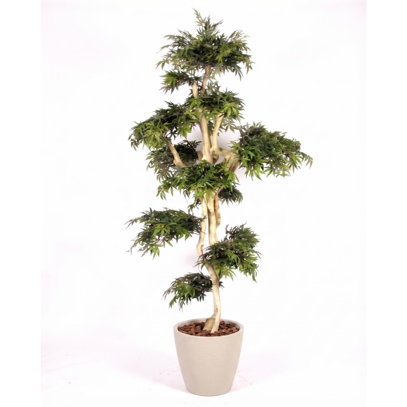 Acero Seminaturale • Verde • Tronco Japan • H. 250 cm