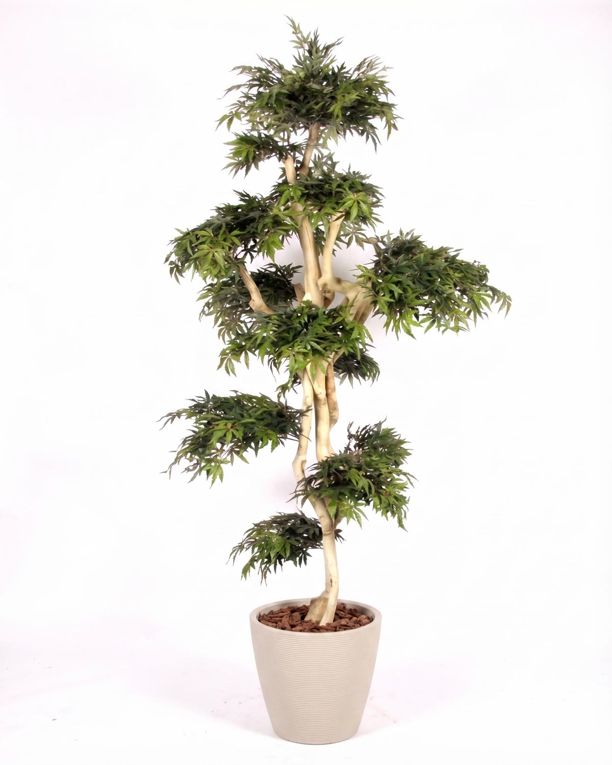 Acero Seminaturale • Verde • Tronco Japan • H. 250 cm