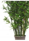 Bamboo Seminaturale • Verde • Tronco Bosco • UVR