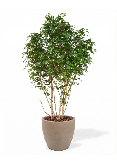 Betulla Seminaturale • Verde • Tronco Giant Bosco