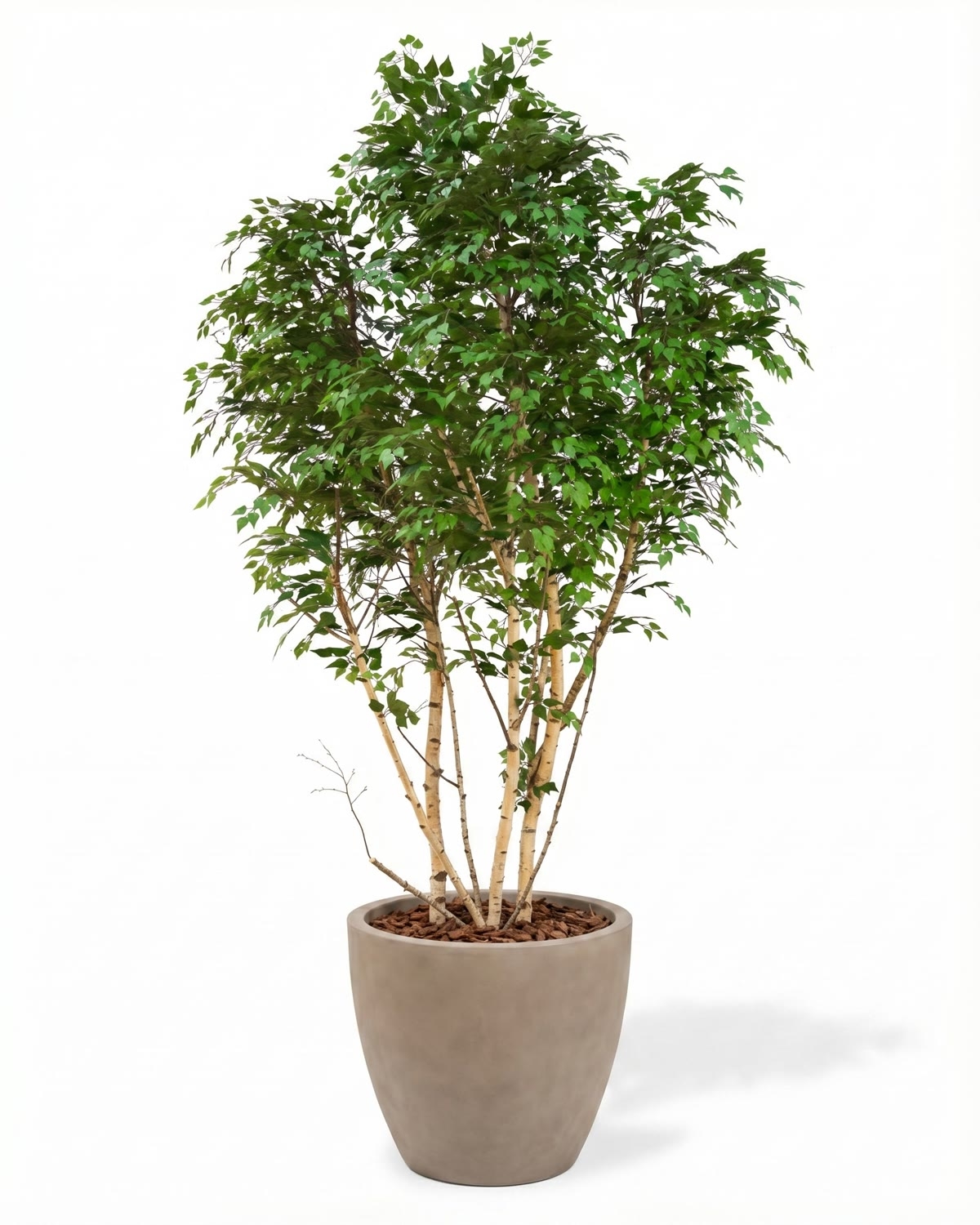 Betulla Seminaturale • Verde • Tronco Giant Bosco