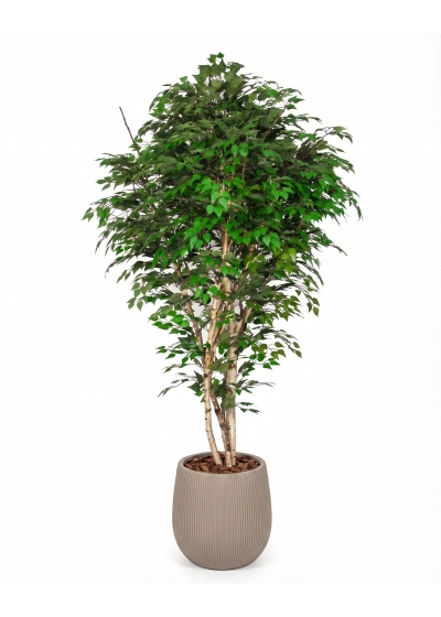 Betulla Seminaturale • Verde • Tronco Naturale