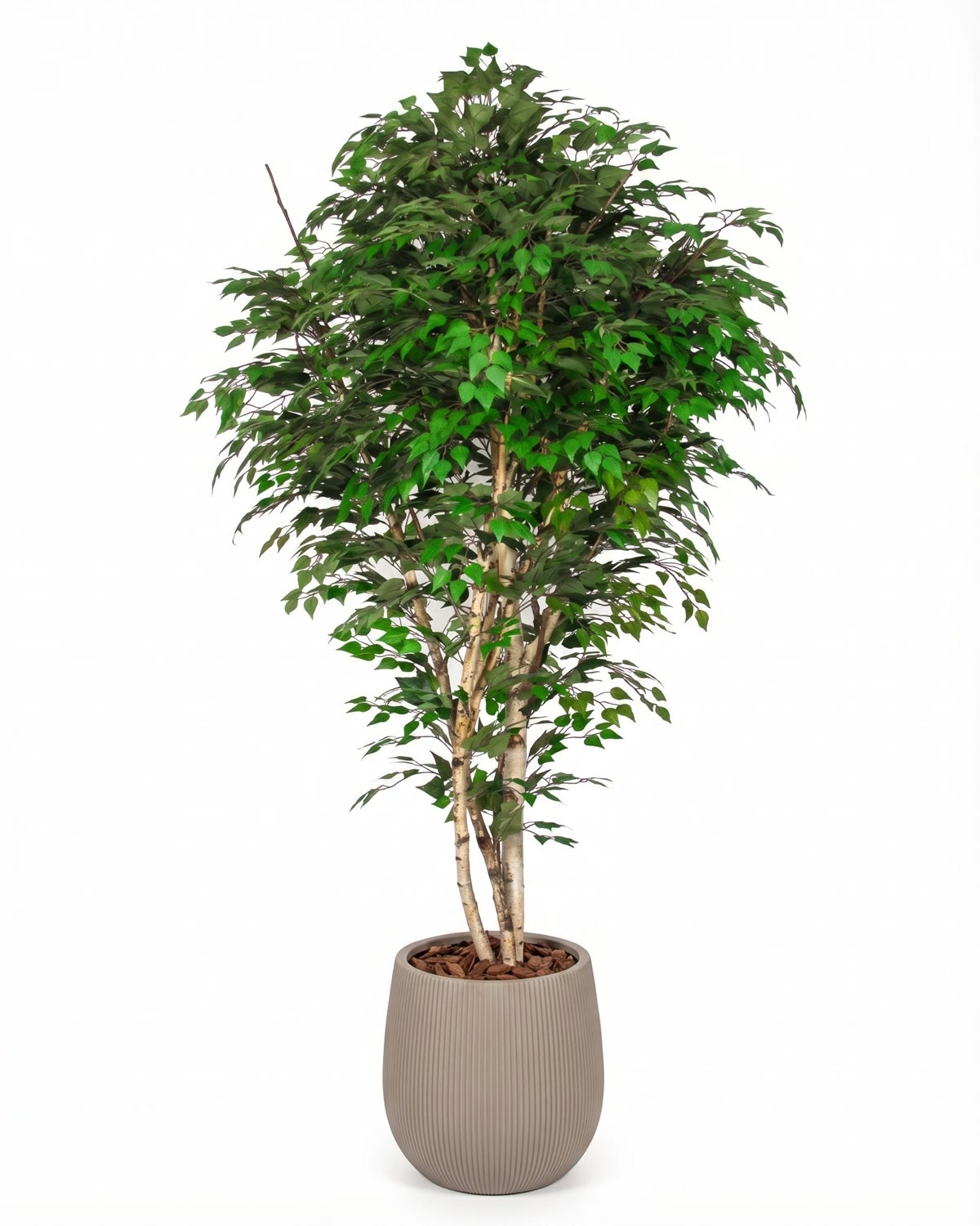 Betulla Seminaturale • Verde • Tronco Naturale