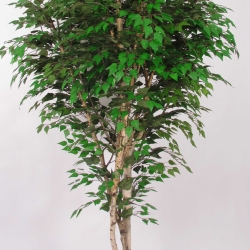 Betulla Seminaturale • Verde • Tronco Naturale