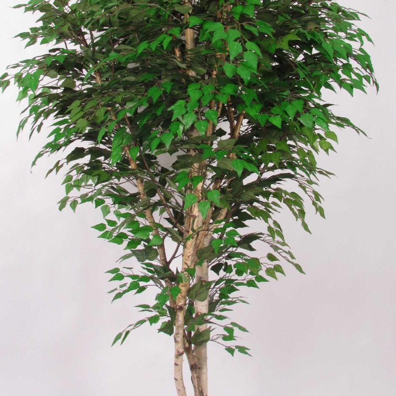 Betulla Seminaturale • Verde • Tronco Naturale