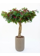 Bougainville Seminaturale • Fiori Rossi • Tronco Majestic • H. 250/275 cm