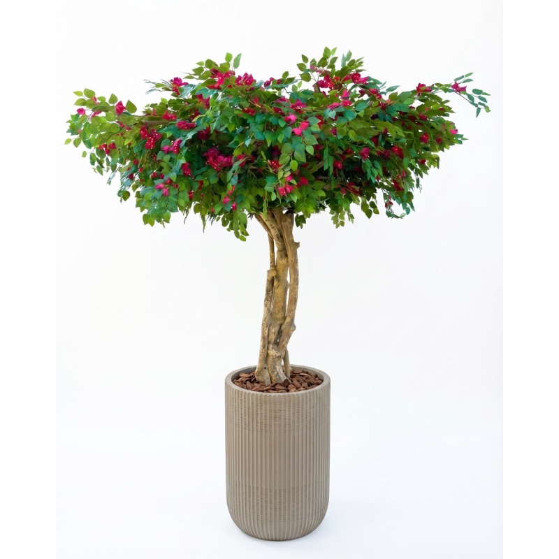 Bougainville Seminaturale • Fiori Rossi • Tronco Majestic • H. 250/275 cm
