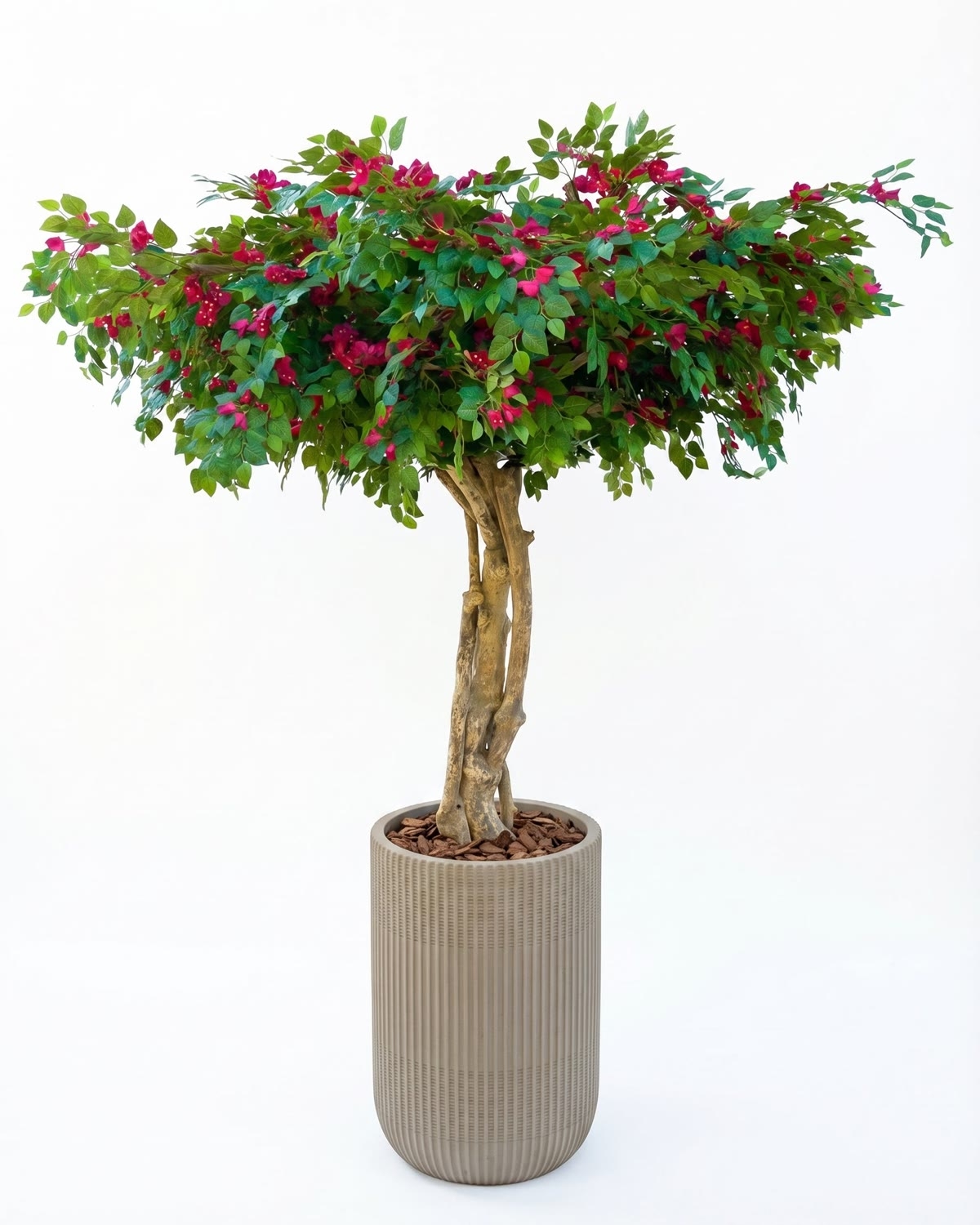 Bougainville Seminaturale • Fiori Rossi • Tronco Majestic • H. 250/275 cm