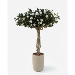 Camelia Luxe Seminaturale • Verde con Fiori Bianchi • Tronco Majestic • H. 275 cm
