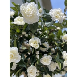 Camelia Luxe Seminaturale • Verde con Fiori Bianchi • Tronco Majestic • H. 275 cm