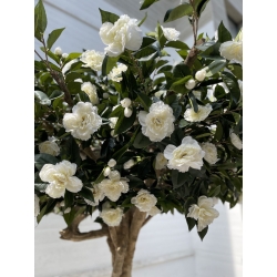 Camelia Luxe Seminaturale • Verde con Fiori Bianchi • Tronco Majestic • H. 275 cm