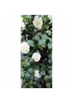 Camelia Seminaturale • Verde con Fiori Bianchi • Tronco Jamaica • H. 200 cm