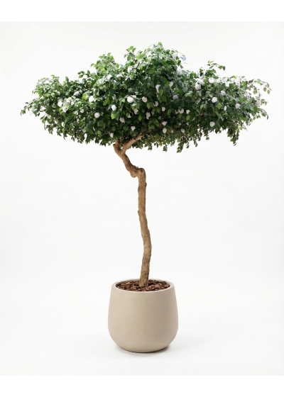 Camelia Seminaturale • Verde con Fiori Bianchi • Tronco Umbrella • H. 275 cm