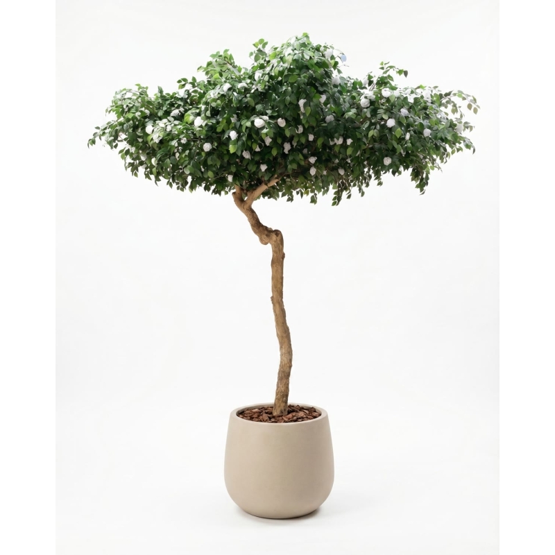Camelia Seminaturale • Verde con Fiori Bianchi • Tronco Umbrella • H. 275 cm