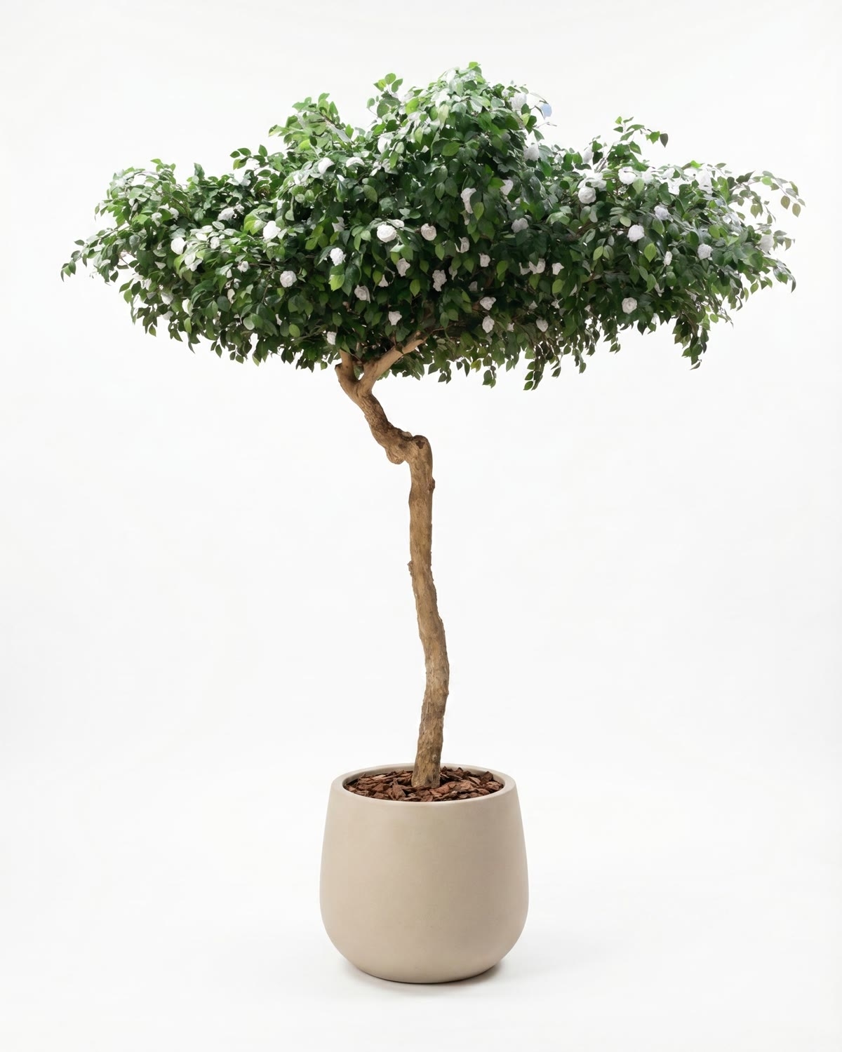 Camelia Seminaturale • Verde con Fiori Bianchi • Tronco Umbrella • H. 275 cm