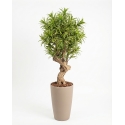 Dracena Seminaturale • Mini Foglie Variegate • Tronco Jamaica • H. 200 cm