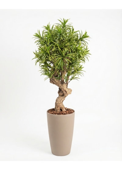 Dracena Seminaturale • Mini Foglie Variegate • Tronco Jamaica • H. 200 cm