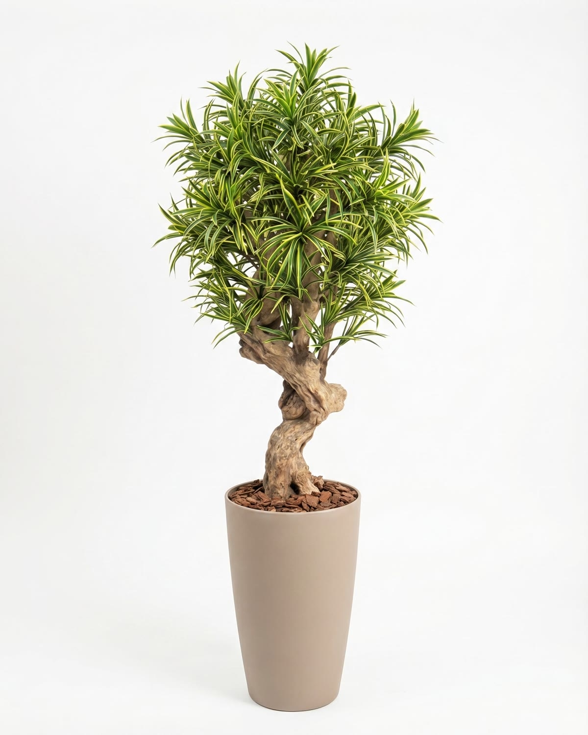 Dracena Seminaturale • Mini Foglie Variegate • Tronco Jamaica • H. 200 cm