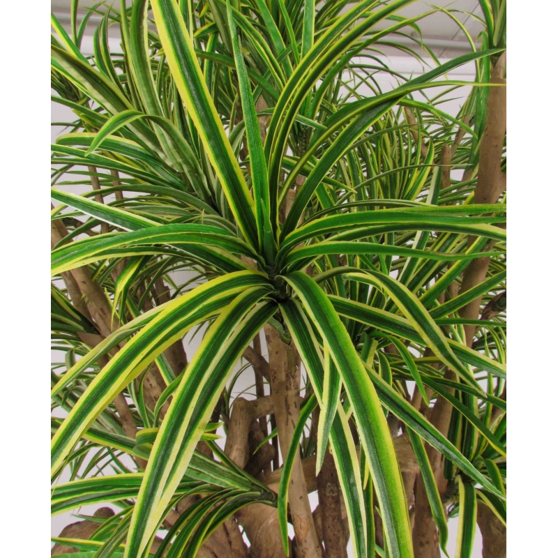 Dracena Seminaturale • Mini Foglie Variegate • Tronco Tobago