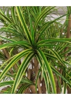 Dracena Seminaturale • Mini Foglie Variegate • Tronco Tobago