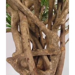 Dracena Seminaturale • Mini Foglie Variegate • Tronco Tobago