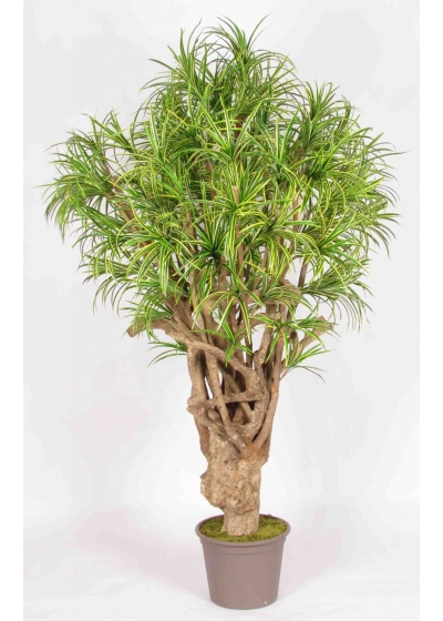 Dracena Seminaturale • Mini Foglie Variegate • Tronco Tobago