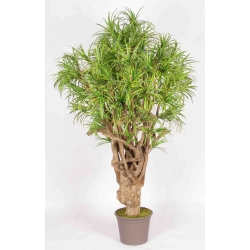 Dracena Seminaturale • Mini Foglie Variegate • Tronco Tobago