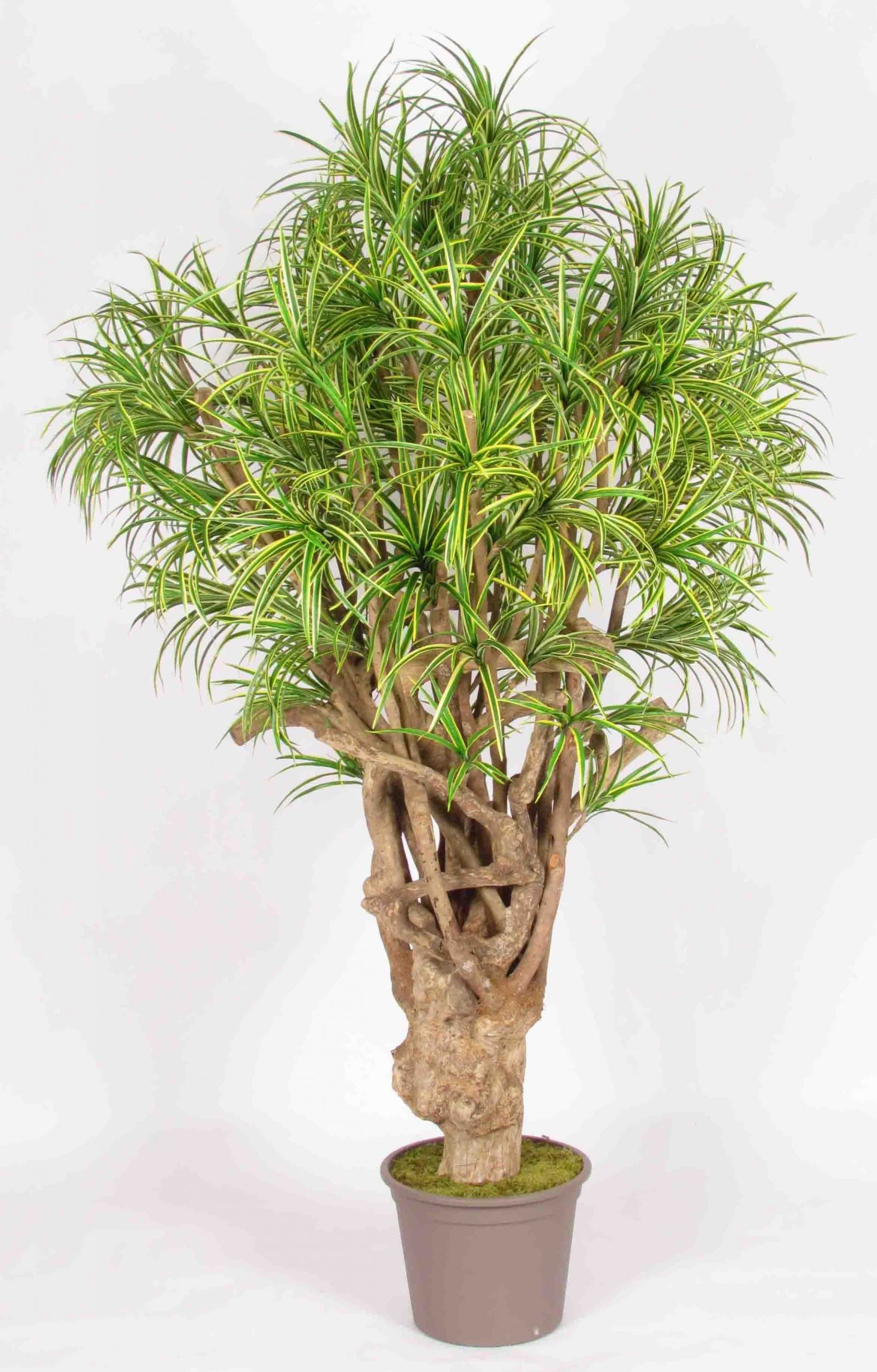 Dracena Seminaturale • Mini Foglie Variegate • Tronco Tobago