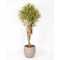 Dracena Seminaturale • Variegata • Tronco Mediterraneo