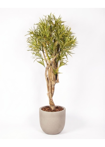 Dracena Seminaturale • Variegata • Tronco Mediterraneo