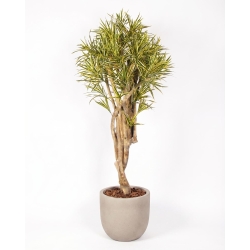 Dracena Seminaturale • Variegata • Tronco Mediterraneo