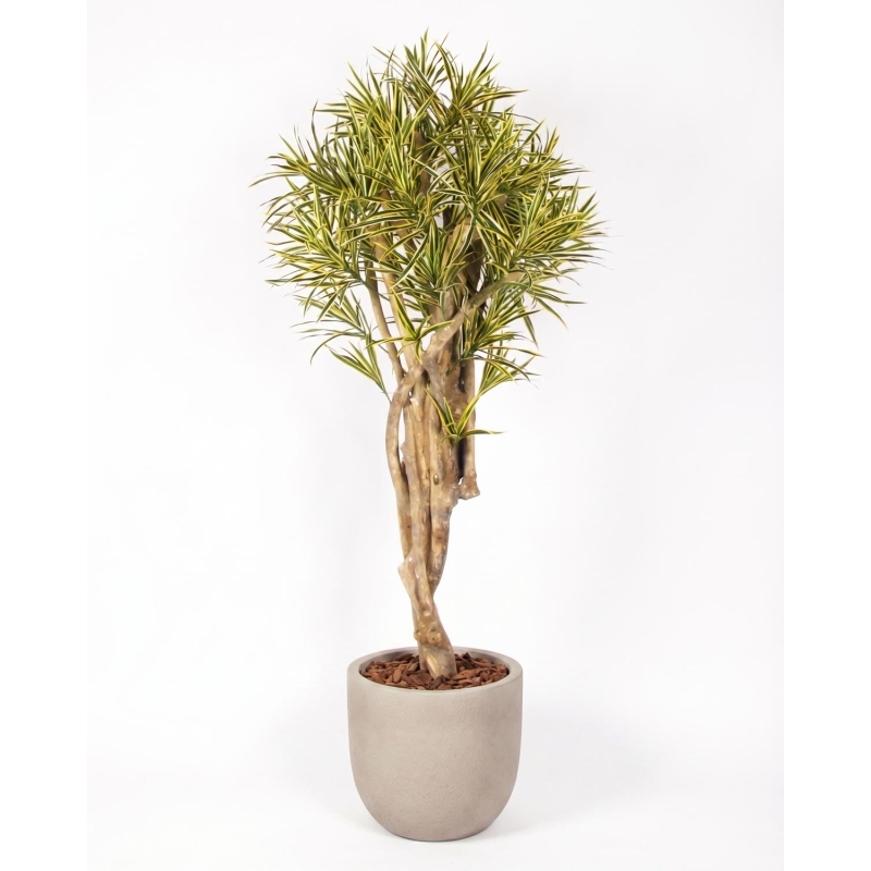 Dracena Seminaturale • Variegata • Tronco Mediterraneo