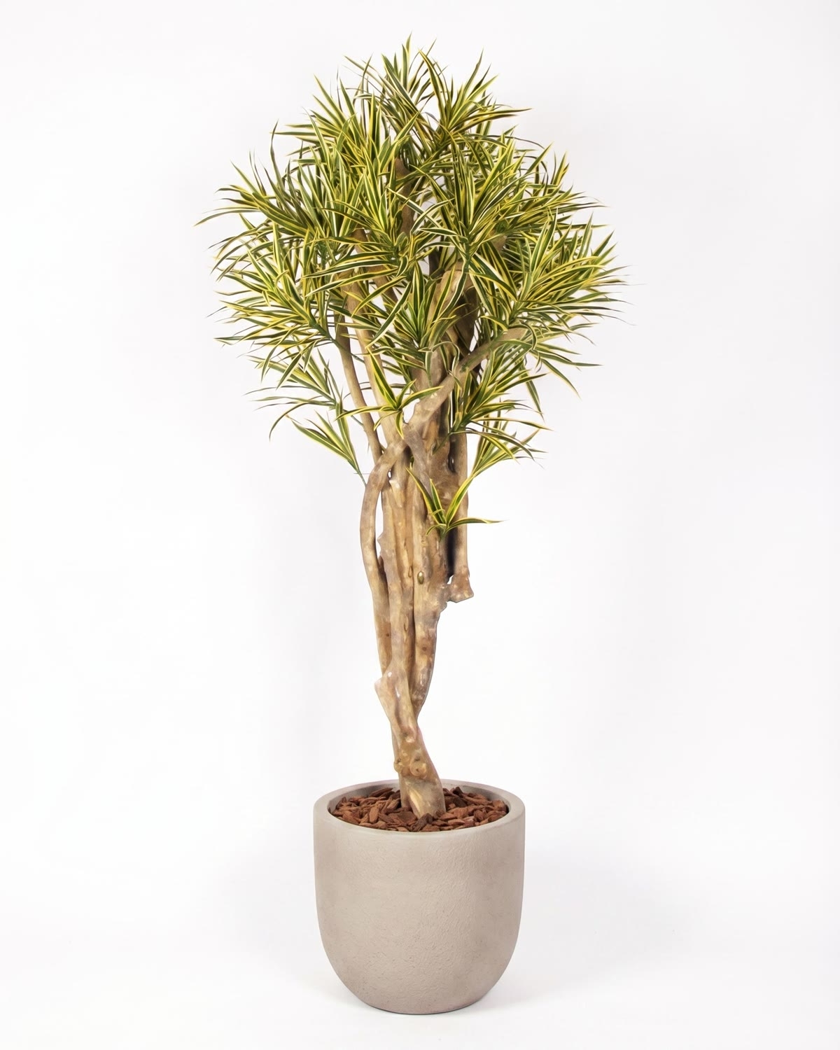 Dracena Seminaturale • Variegata • Tronco Mediterraneo