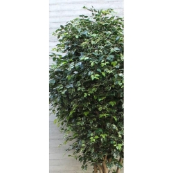 Ficus Artificiale Elegance Giant da 3,50 a 5 m