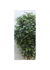 Ficus Artificiale Elegance Giant da 3,50 a 5 m