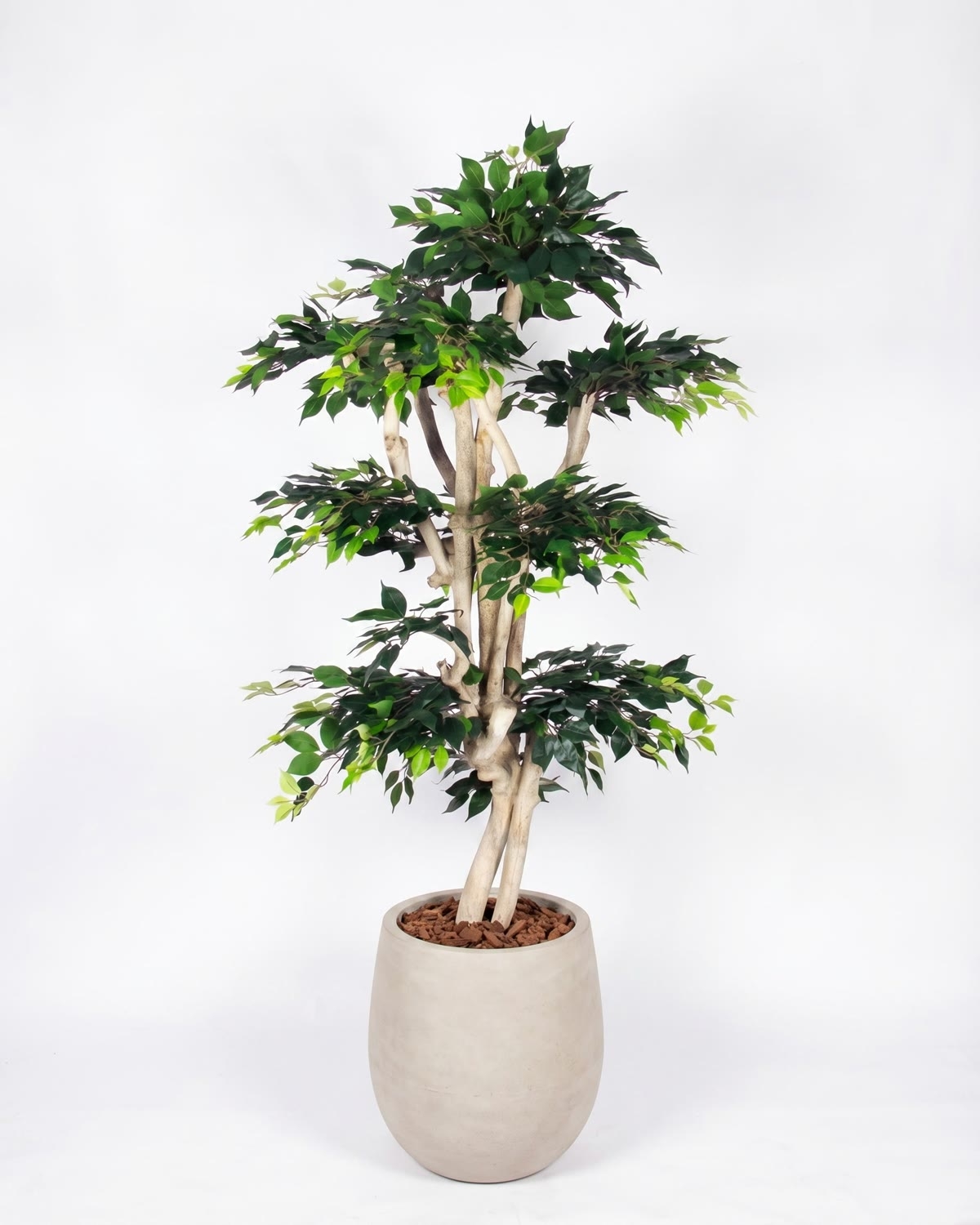 Ficus artificiale Elegance Verde, Tronco Japan