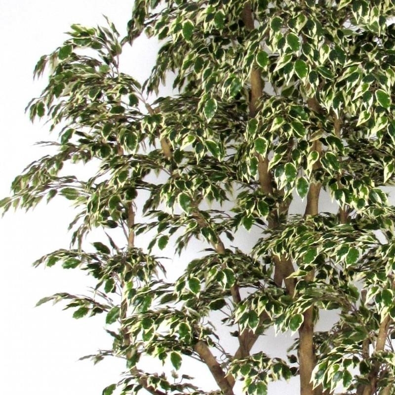 Ficus Artificiale Hawaiian Variegato, Tronco Bosco da 175 a 250 cm