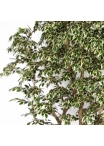 Ficus Artificiale Hawaiian Variegato, Tronco Bosco da 175 a 250 cm