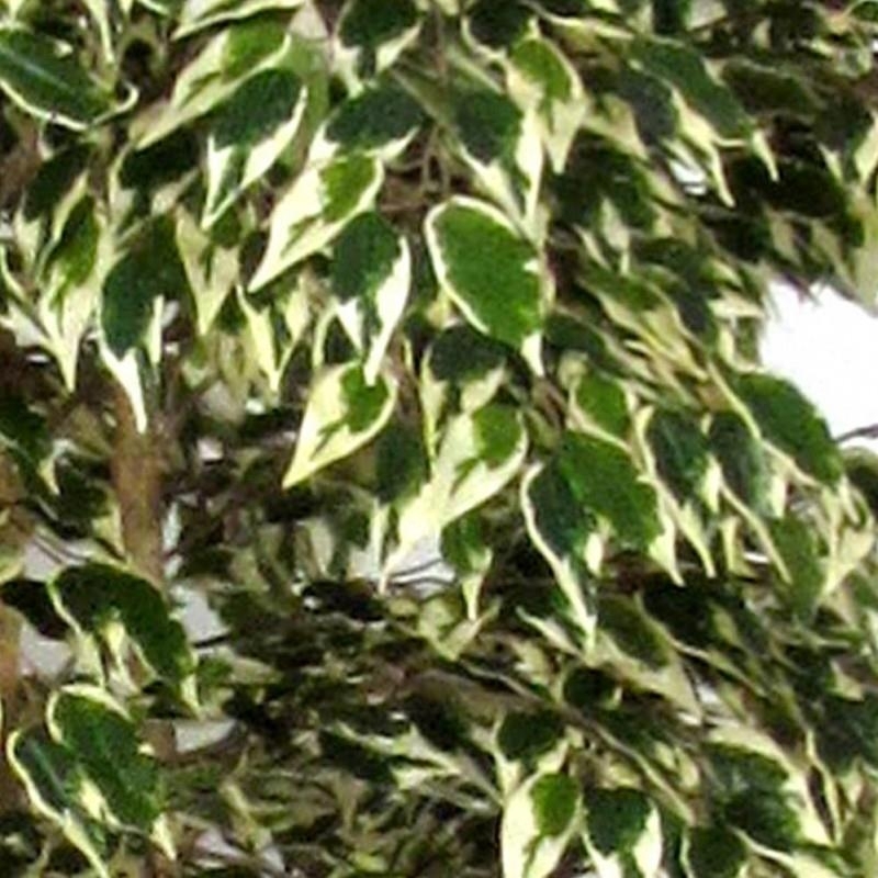 Ficus Artificiale Hawaiian Variegato, Tronco Bosco da 175 a 250 cm